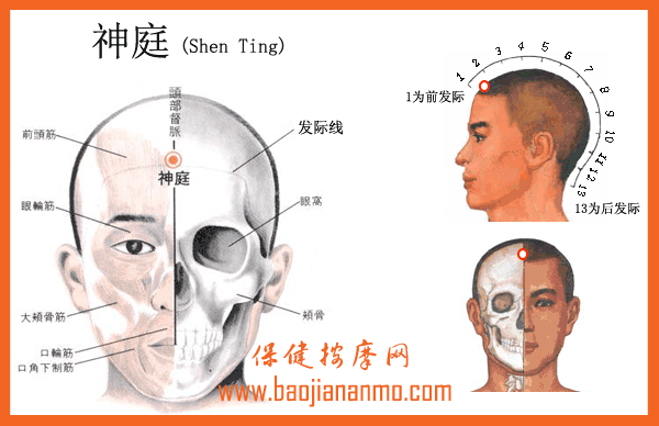 神庭穴位位置图