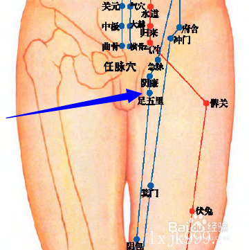 足五里穴 (lr10)属足厥阴肝经穴, 足五里的位置在大腿