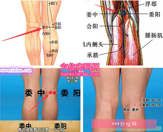 【图解委中穴位的位置】委中穴位于腘横纹中点,股二头肌腱与半腱肌腱