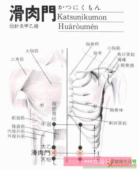 滑肉门穴位位置图人体滑肉门在哪里