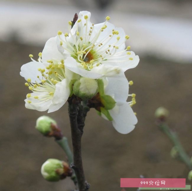 绿萼梅绿萼梅的副作用功效与作用