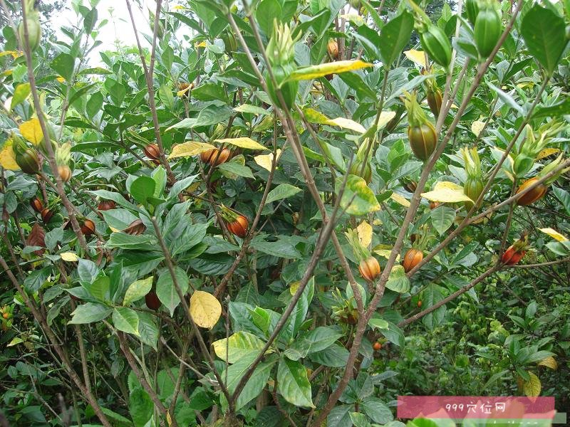 黄栀子的功效:黄栀子为茜草科植物栀子的干燥成熟果实,果实与根都可