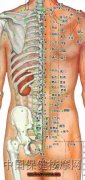 人体背部穴位图后背穴位图背上的穴位后背颈椎穴位图腰的穴位