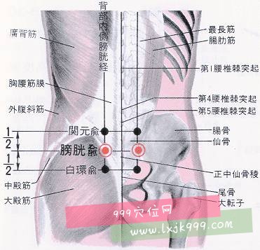 膀胱俞穴穴位位置图