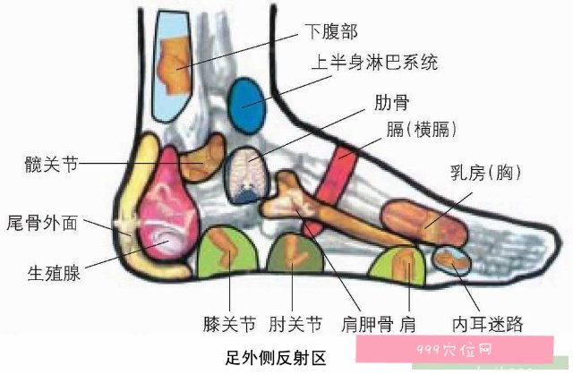 足部脑垂体的位置图图片