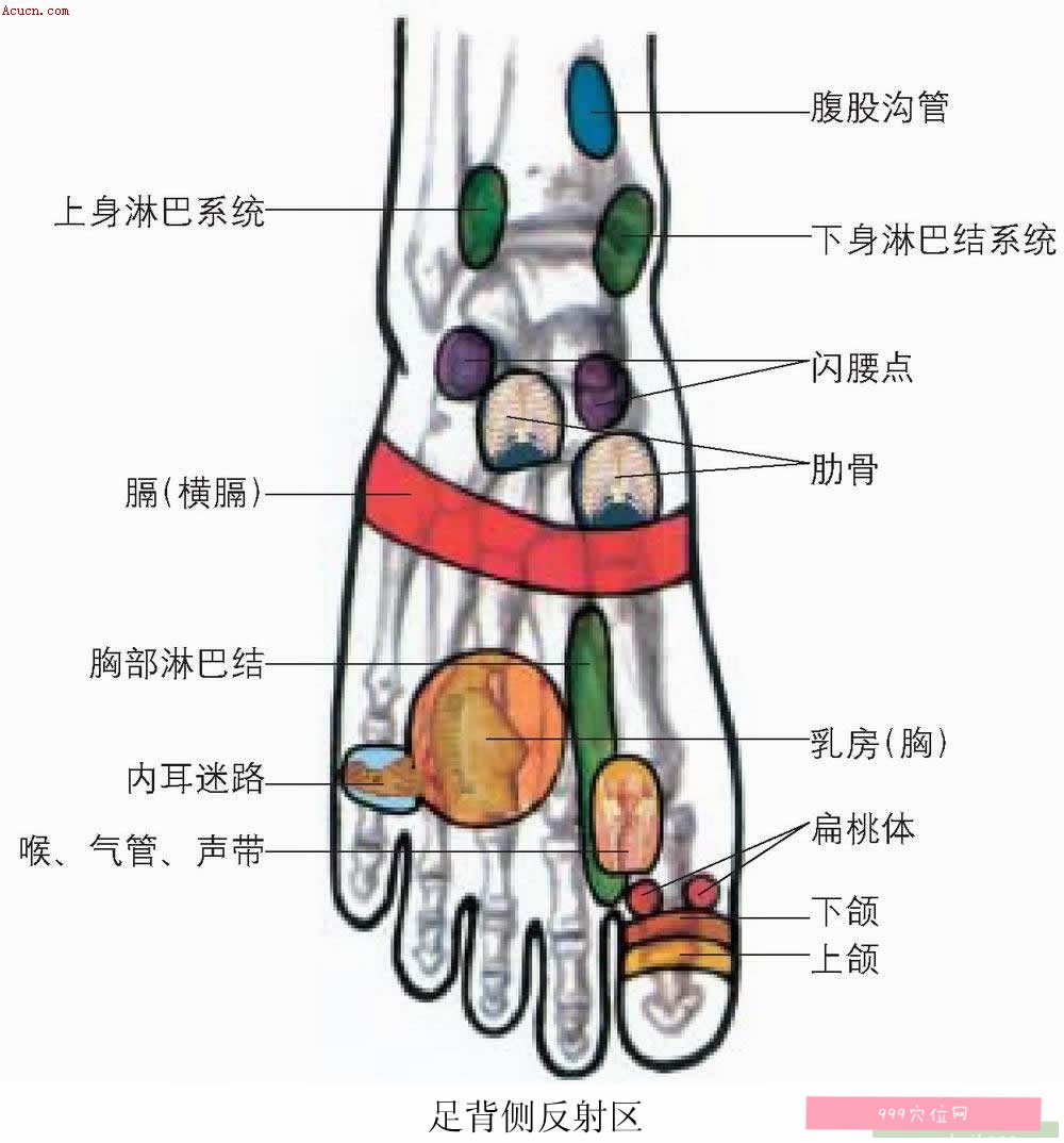 形似人的 头部;脚底的前半部,形似人的胸部(有 肺及心脏;脚底的外侧