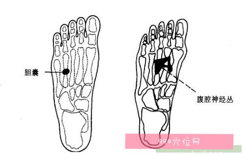 腹腔神经丛反射区