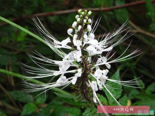 猫须草中医世家图片