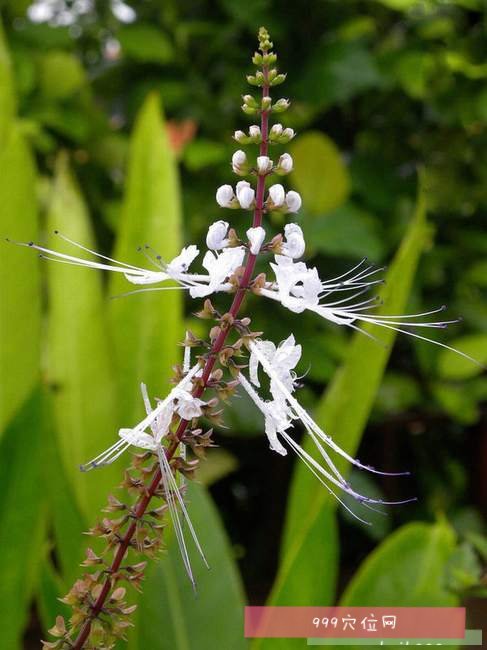 猫须草猫须草的副作用功效与作用