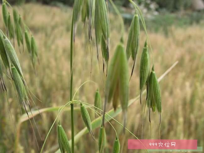 野燕麥的功效:野燕麥又叫烏麥,燕麥草,野燕麥有補虛,斂汗,止血,提交性