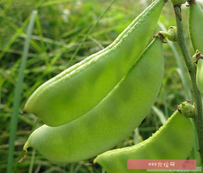 扁豆的雄蕊图片图片