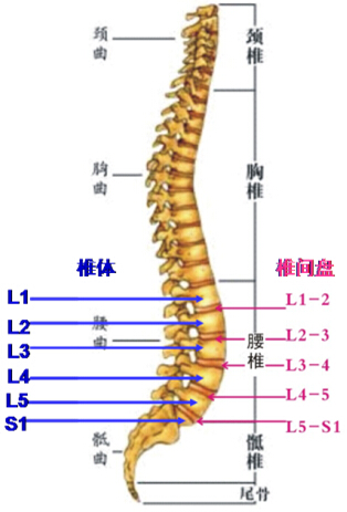 腰椎椎体结构图图片