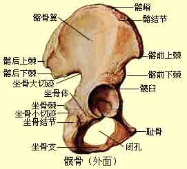 产妇坐骨棘位置示意图图片